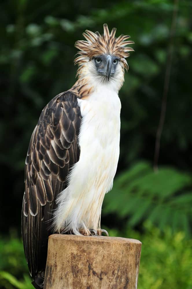 Philippine Eagle VS Bald Eagle Which Is The Strongest?