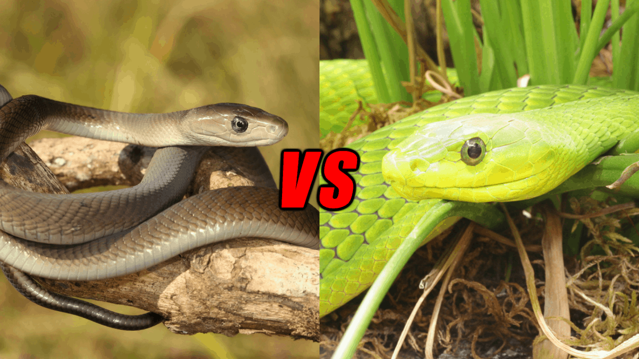 Green Mamba Vs Black Mamba Who Would Win? Animals Comparison