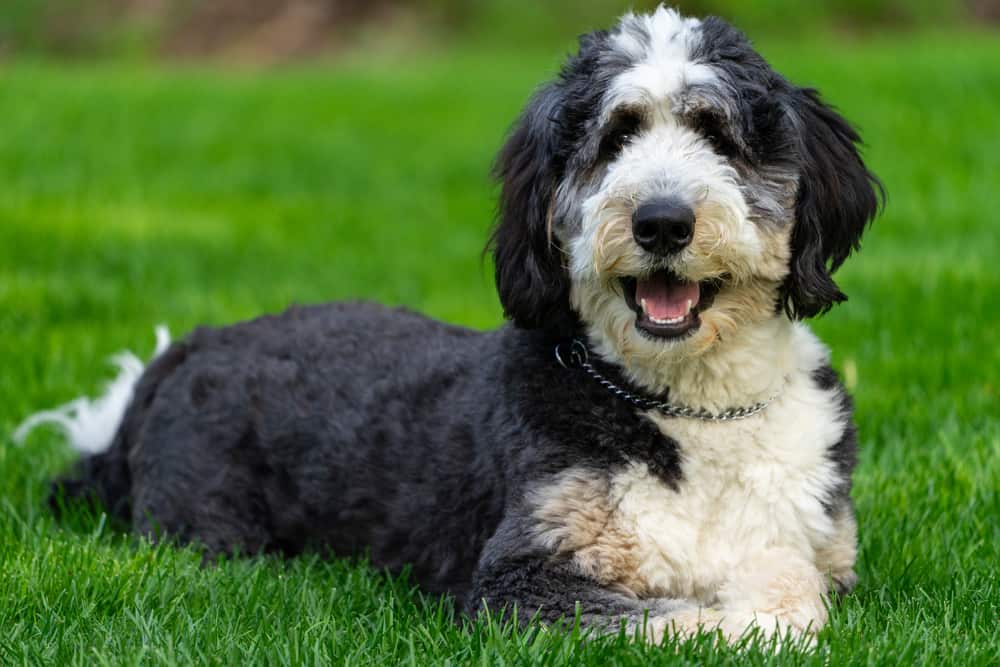 Bernedoodle Ultimate Guide Pictures, Characteristics, & Facts