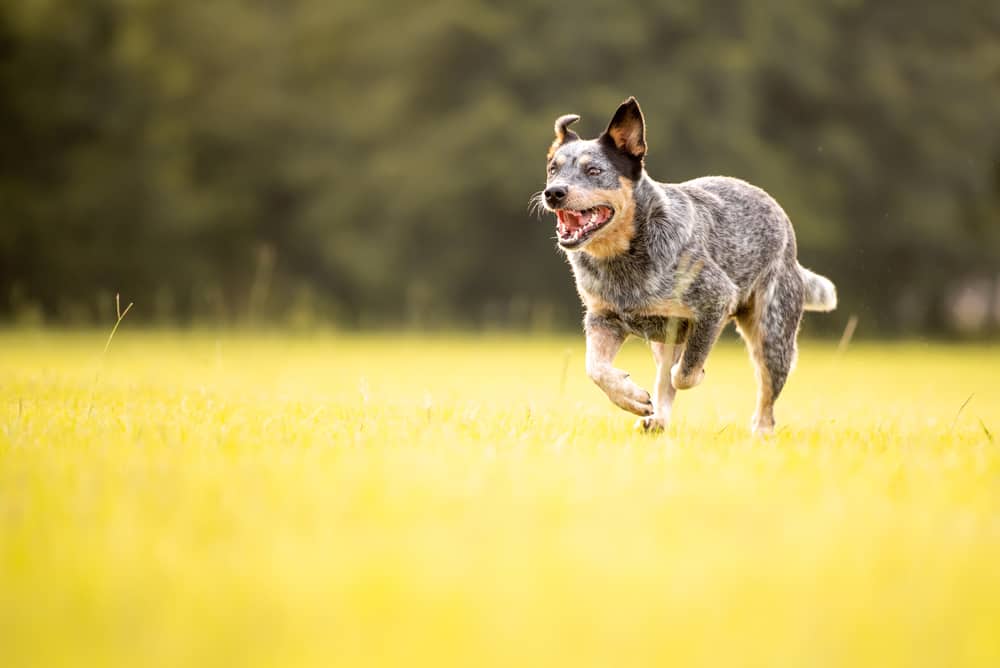 Blue Heeler Ultimate Guide Pictures, Characteristics, & Facts