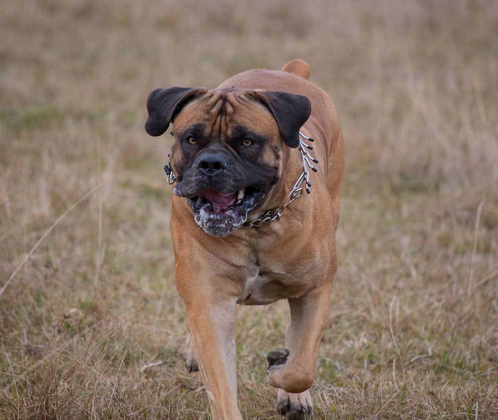 Boerboel Ultimate Guide Pictures, Characteristics