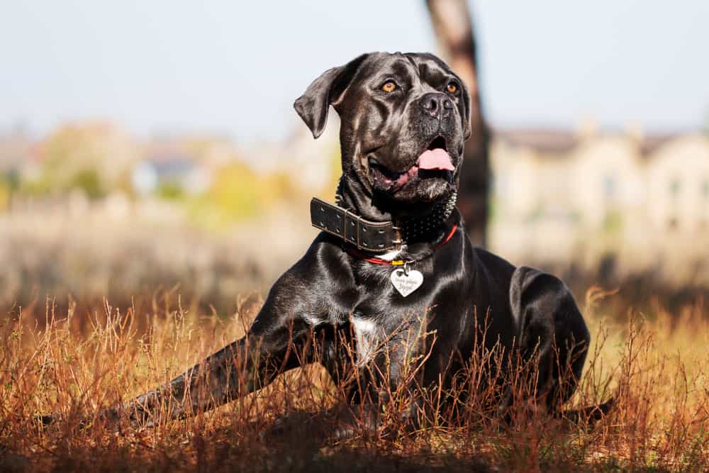Cane Corso Ultimate Guide Pictures, Characteristics, & Facts Animals Comparison