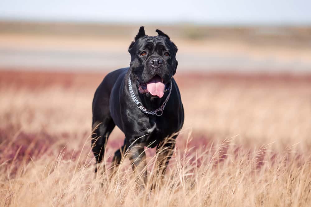 Cane Corso Ultimate Guide Pictures, Characteristics, & Facts Animals