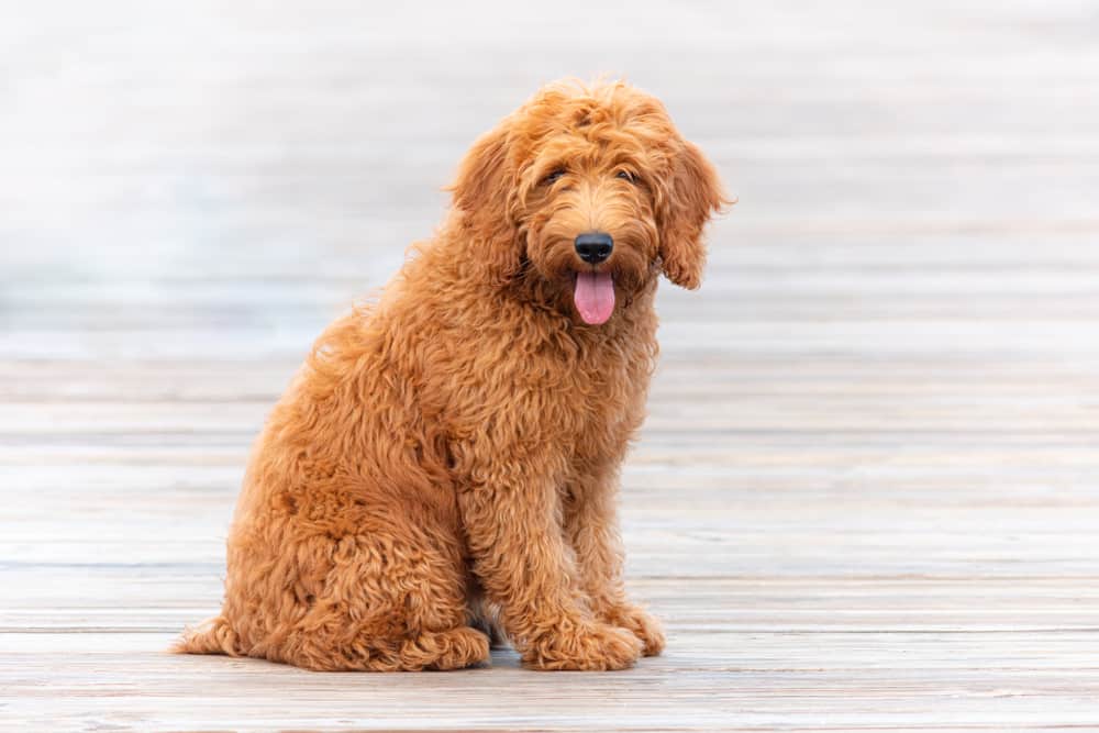 Bernedoodle Vs Goldendoodle Which Is Better? Animals Comparison