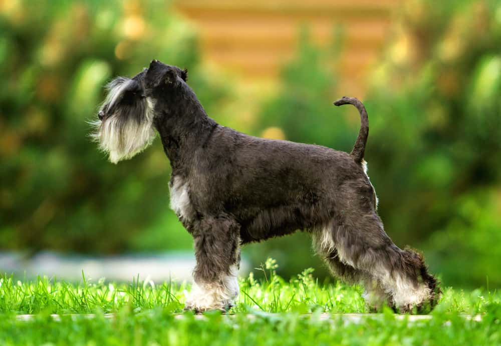 Miniature Schnauzer Ultimate Guide Pictures, Characteristics, & Facts
