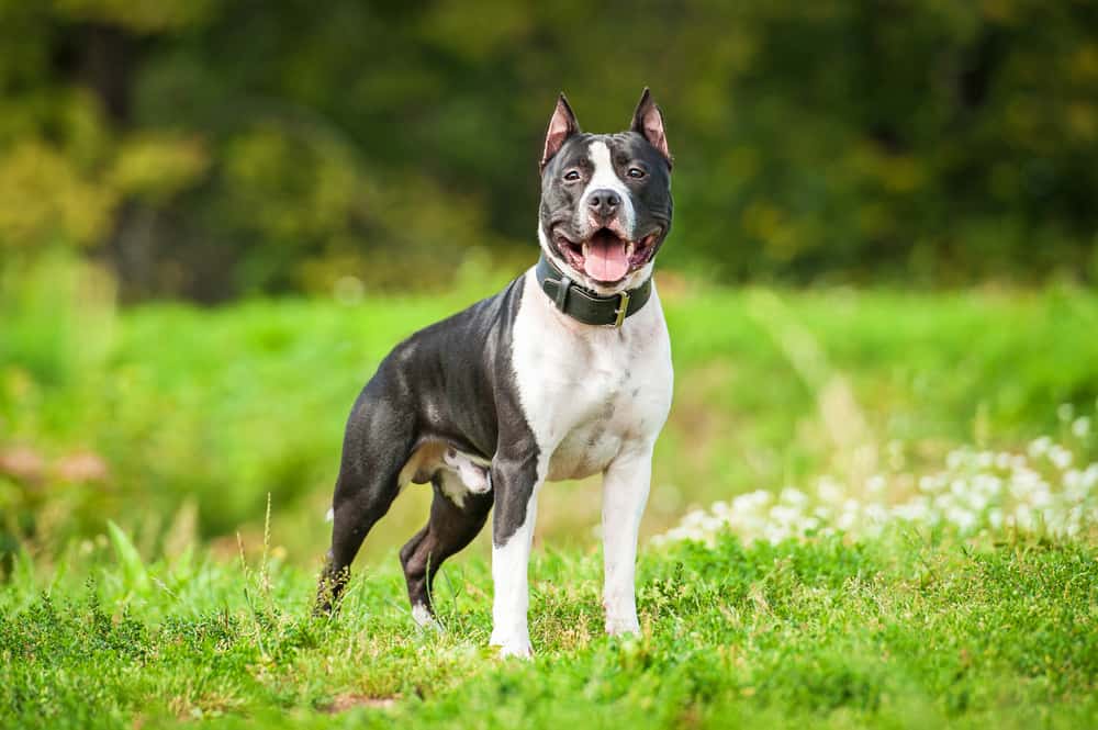 American Staffordshire Terrier (AmStaffs) Ultimate Guide