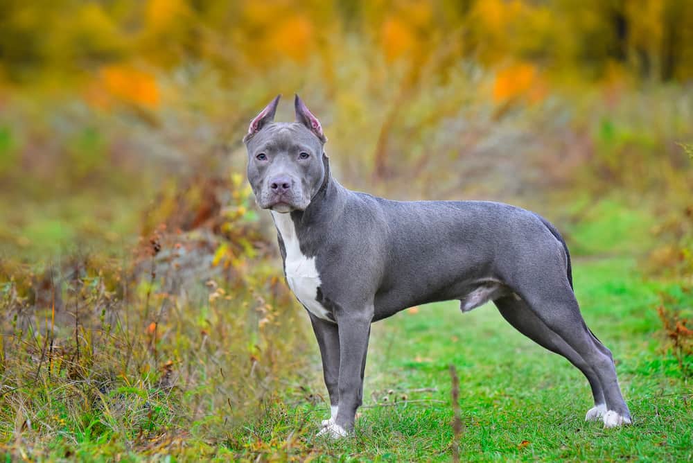 American Staffordshire Terrier (AmStaffs) Ultimate Guide
