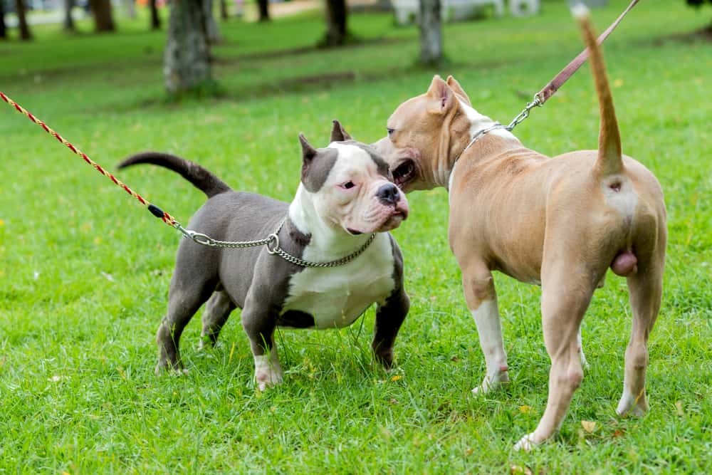American Bully Ultimate Guide Pictures, Characteristics