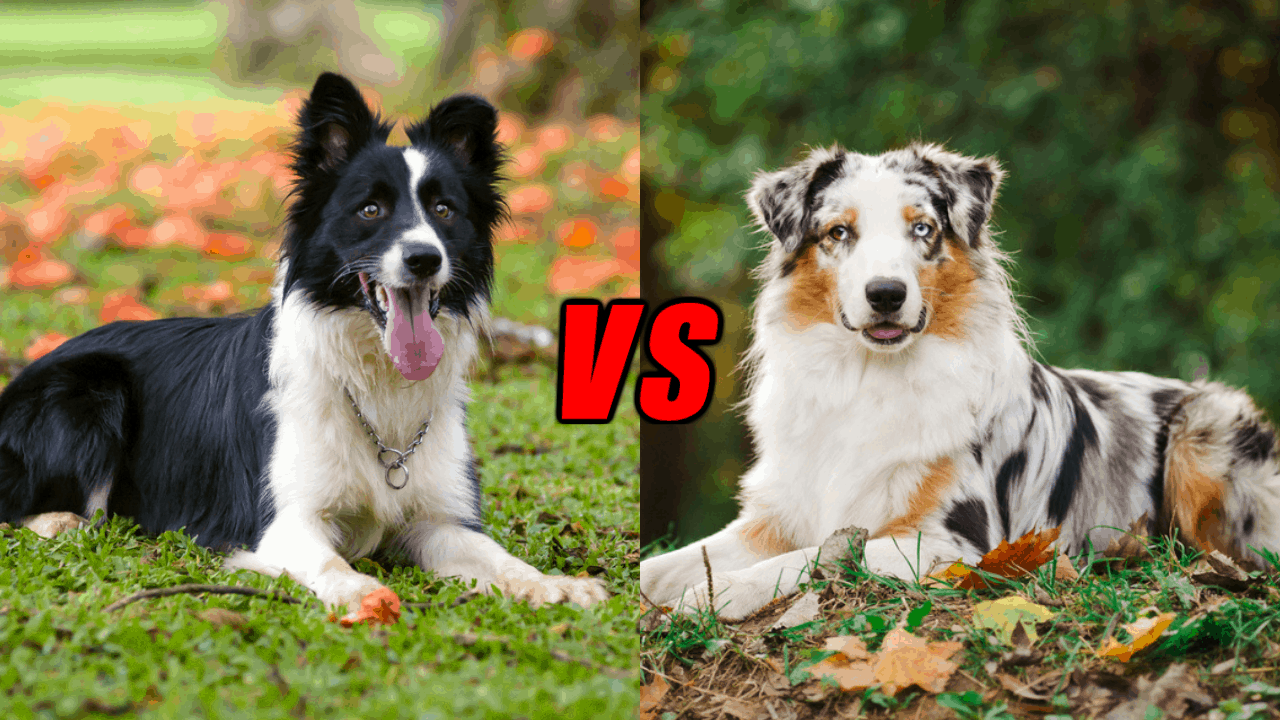Border Collie Vs. Australian Shepherd Differences Which