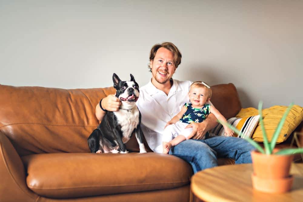 Boston Terrier Ultimate Guide Pictures, Characteristics