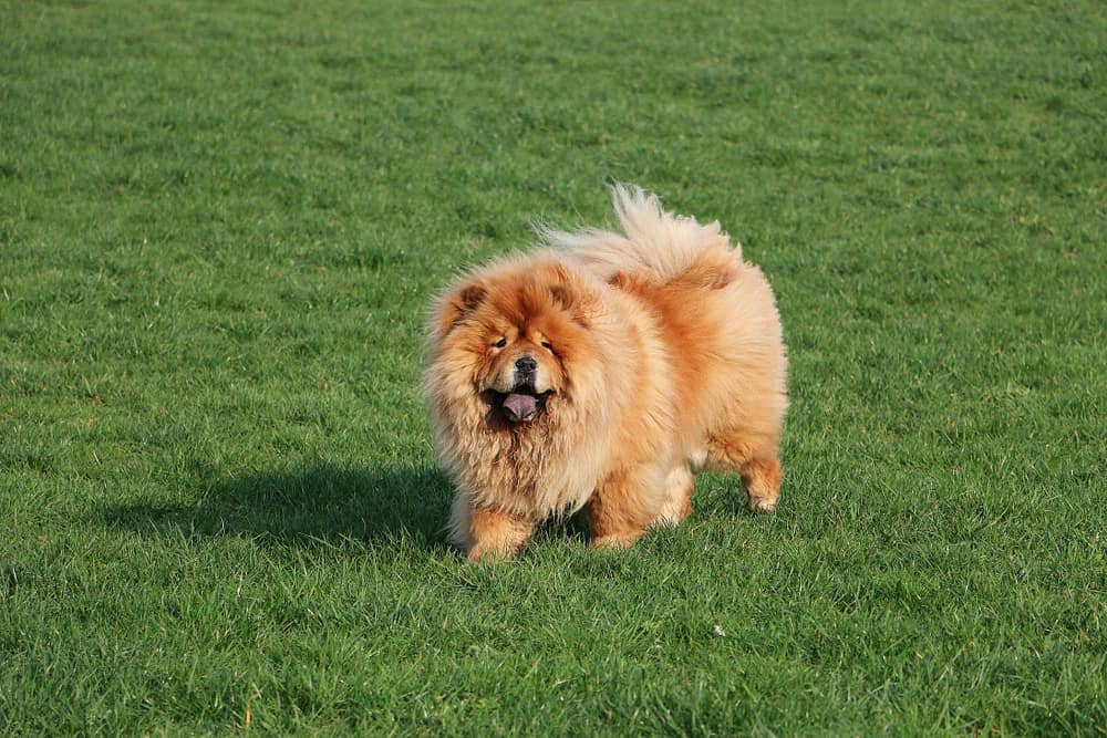 Chow Chow Ultimate Guide Pictures, Characteristics
