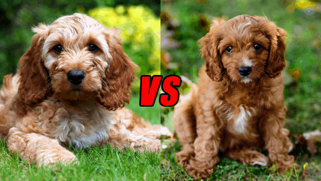 cockapoo life expectancy reddit Akiko Yoo