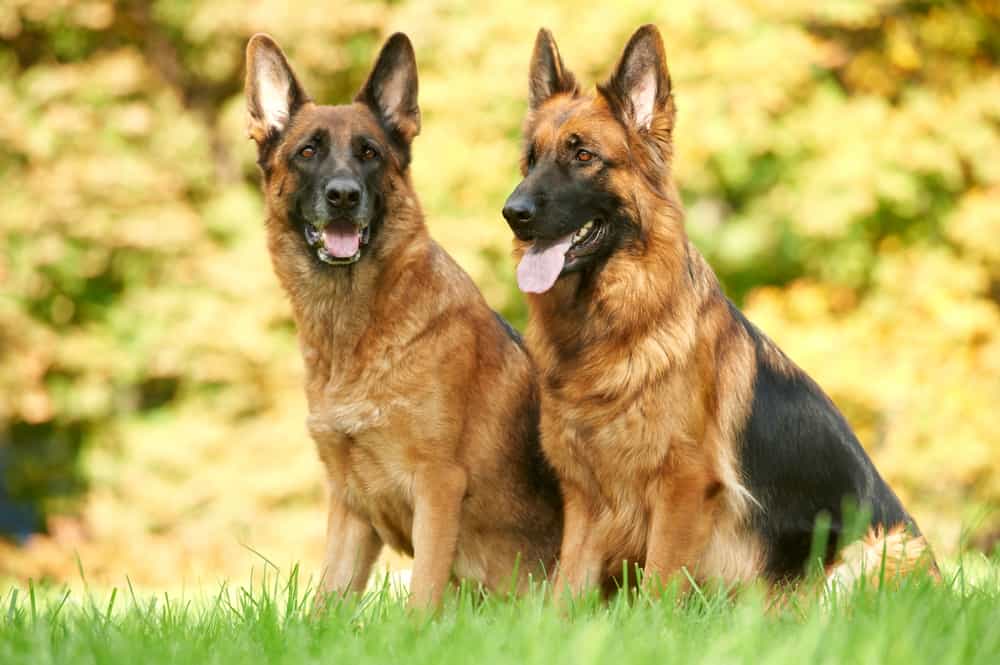 German Shepherd Vs Belgian Malinois Differences Which One Is Better