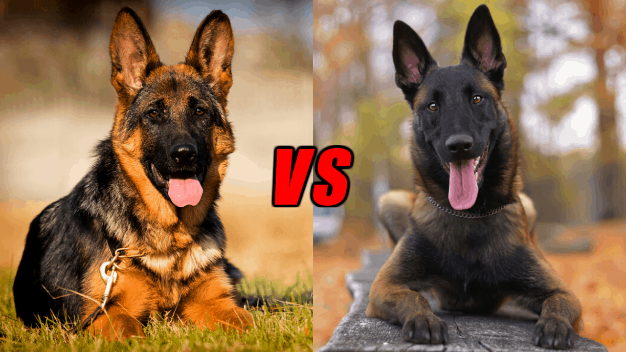 German Shepherd Vs Belgian Malinois Differences Which