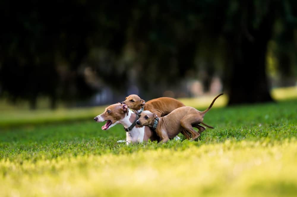 Are Italian Greyhounds Good Apartment Dogs