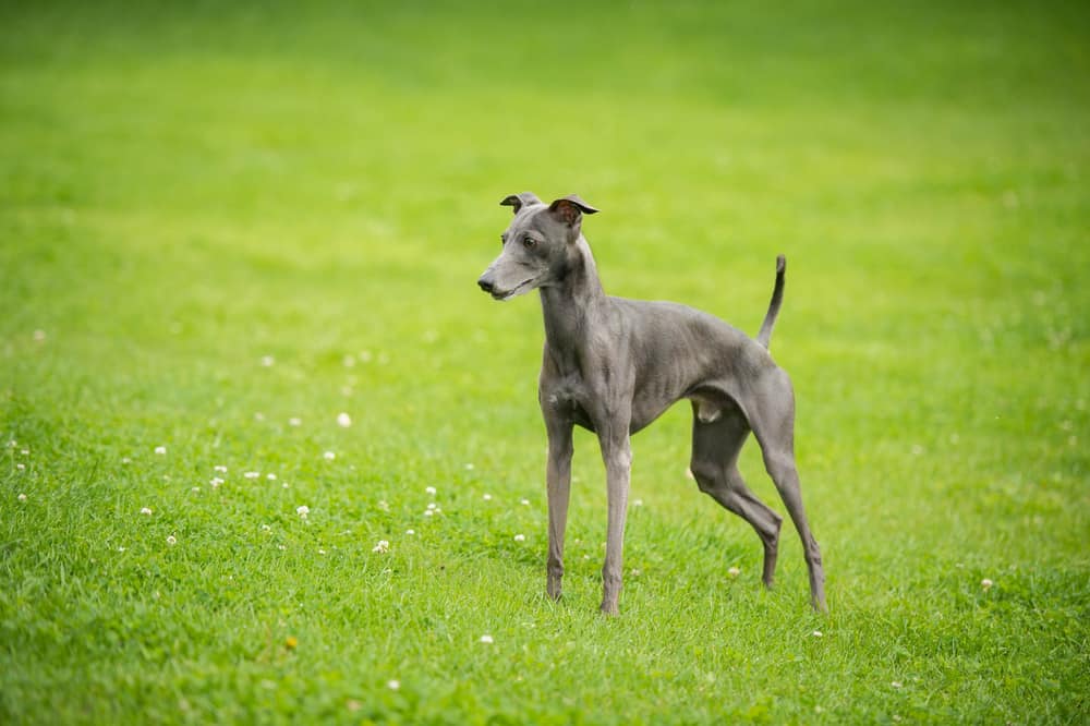 Are Italian Greyhounds Smart