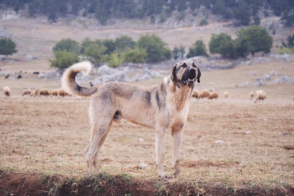 Kangal Ultimate Guide Pictures, Characteristics, & Facts Animals Comparison