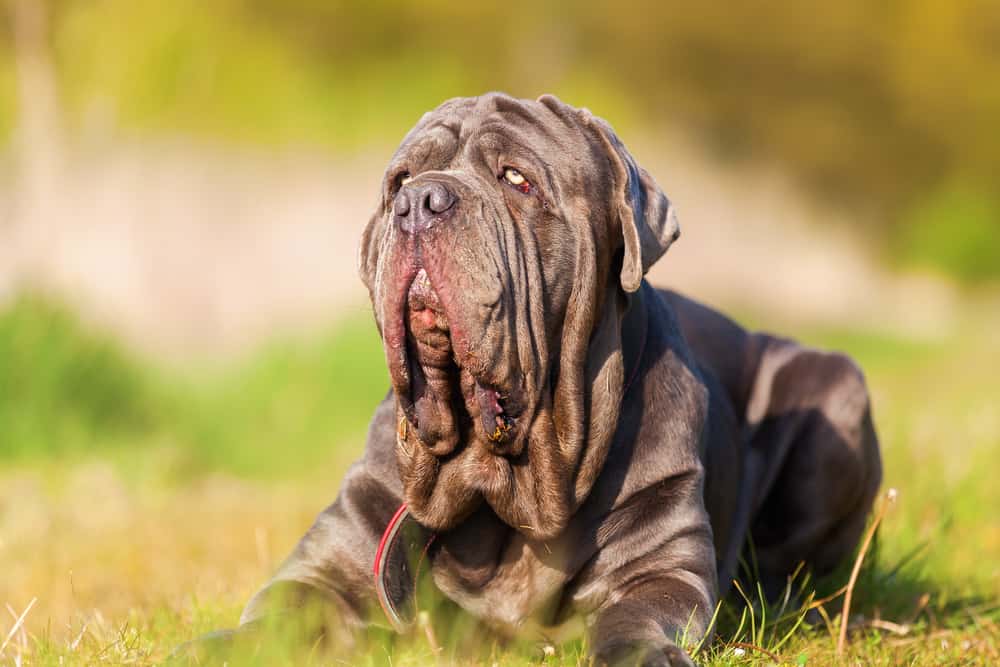 Neapolitan Mastiff Ultimate Guide Pictures, Characteristics, & Facts