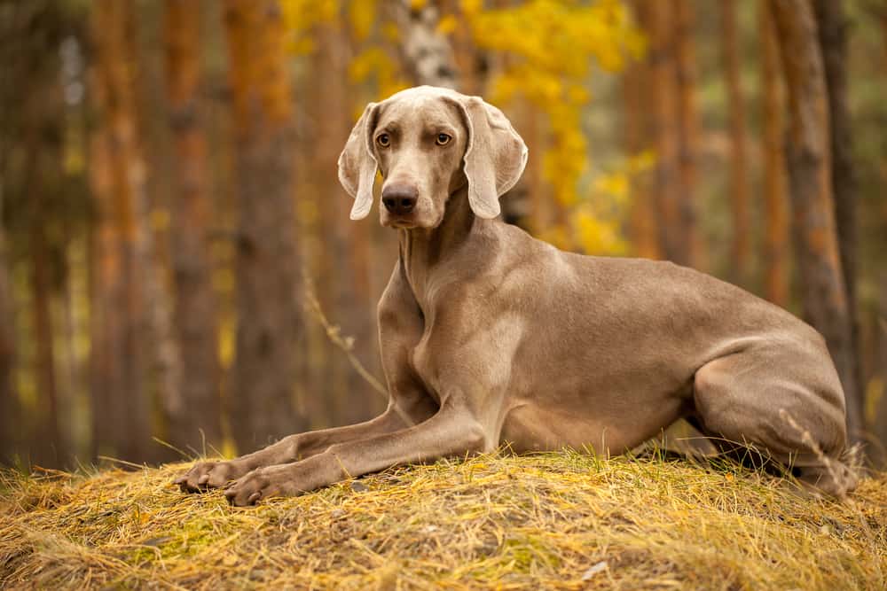 German Shorthaired Pointer Vs Weimaraner Differences Which One Is