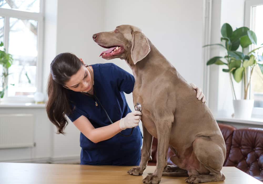 German Shorthaired Pointer Vs Weimaraner Differences Which One Is