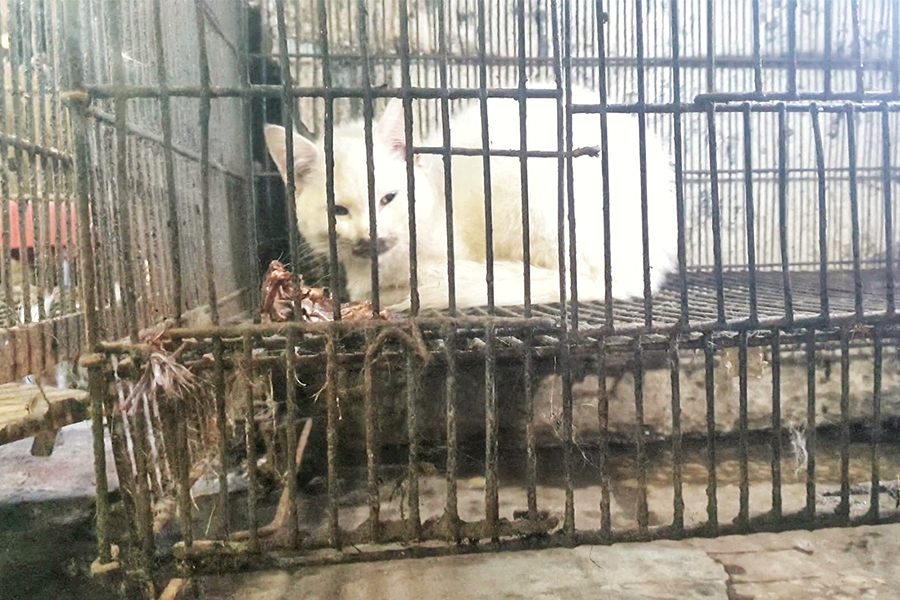 Rescue Animals Cottage