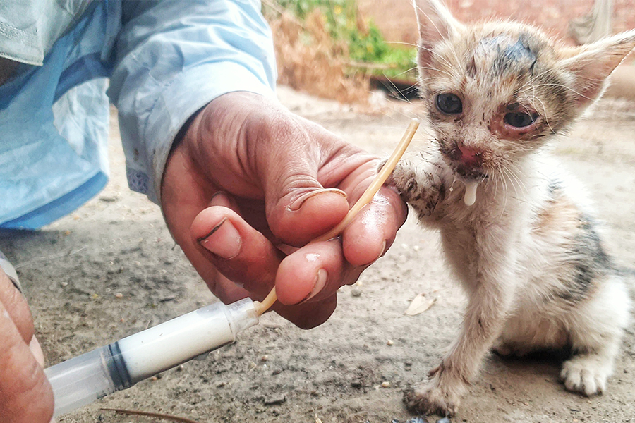 Rescue Animals Cottage