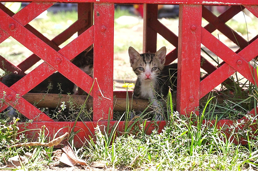 Rescue Animals Cottage
