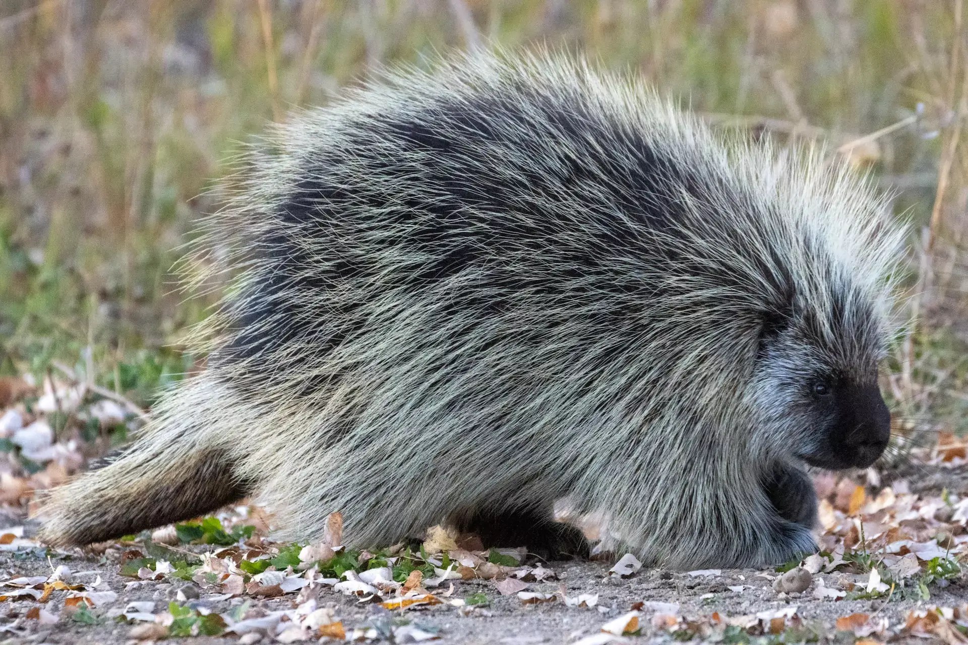 Porcupine Encounters Keeping Fido Safe Animals First + Veterinary