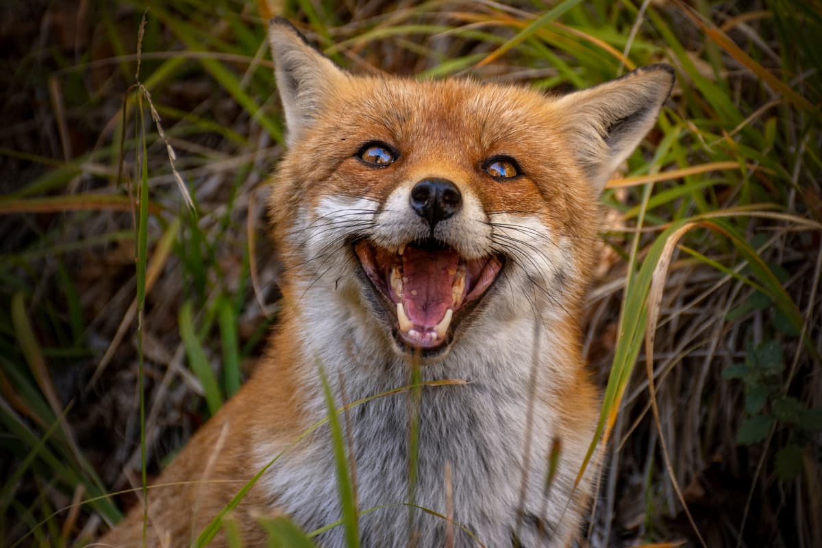 What Sounds Does a Fox Make? A Guide to Fox Vocalizations Animals FYI