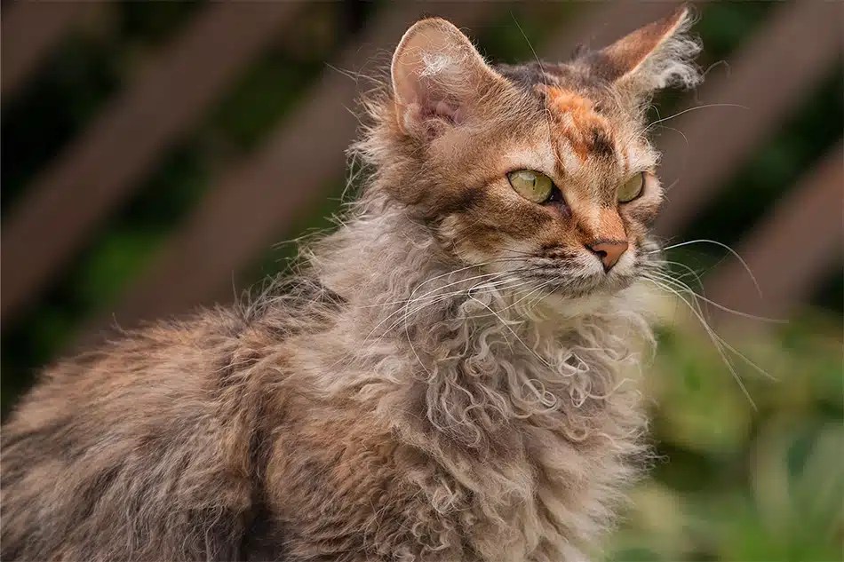 Curly Haired Cats 101 The Ultimate Guide to Curly Felines Animal Blog