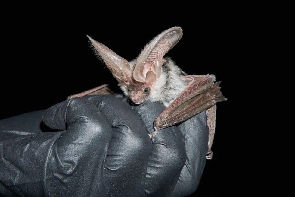 ������ How Long Will Roost In An Attic? Animals Happen Wildlife Control