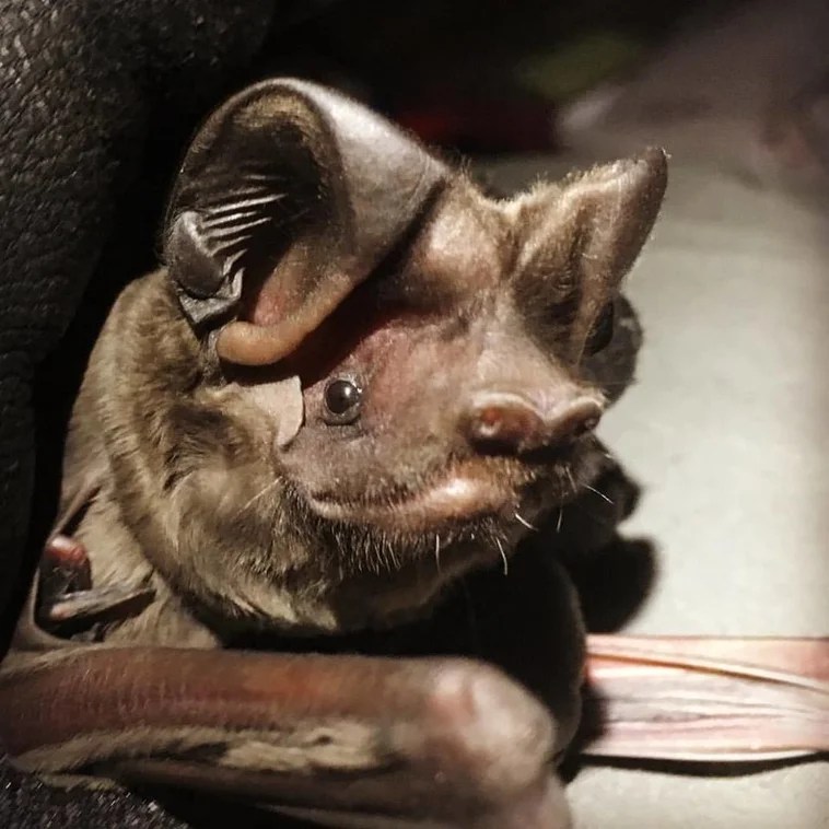 Florida Bat Animals Happen Wildlife Control