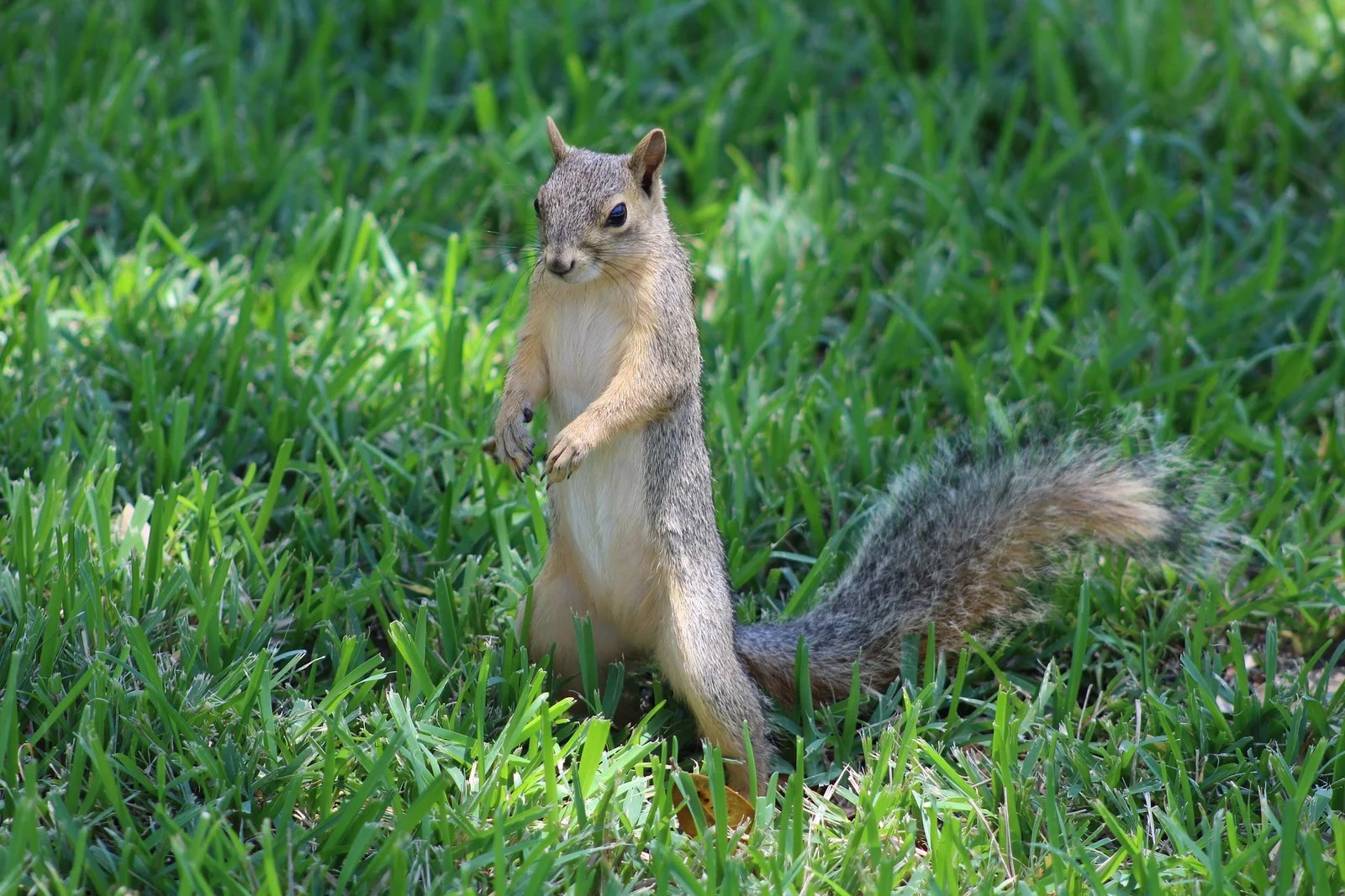 Gray Squirrel Animals Happen Wildlife Control