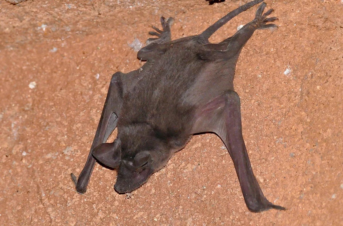 Pocketed Freetailed Bat Animals Happen Wildlife Control