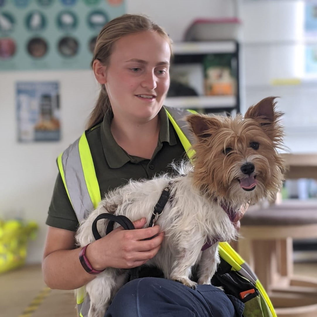 Animal Rehoming & Adoption Animals in Distress Rescue Centre