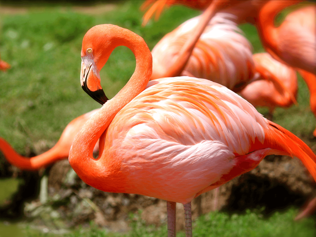 What Do Flamingoes Eat? A Complete Guide! Animals Insider