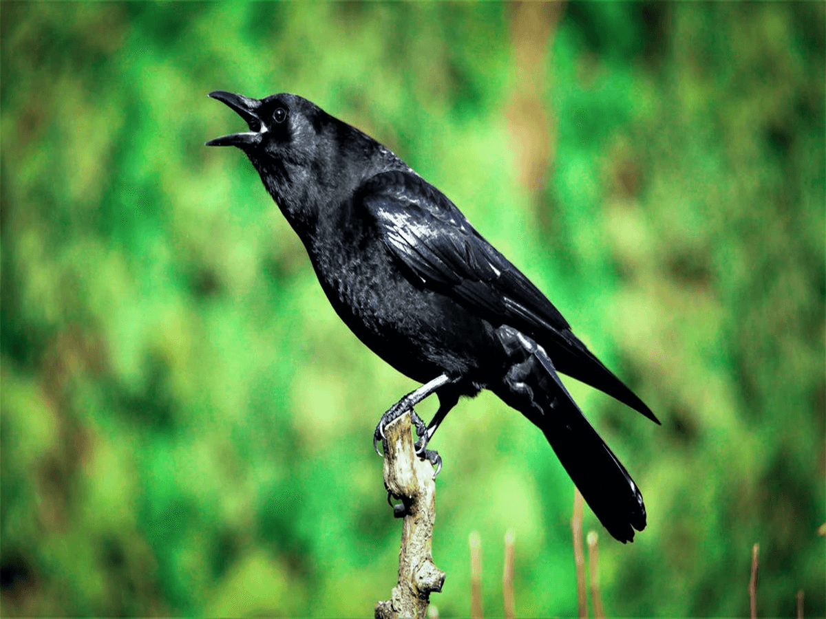 How Long Do Crows Live? Everything You Need to Know! Animals Insider