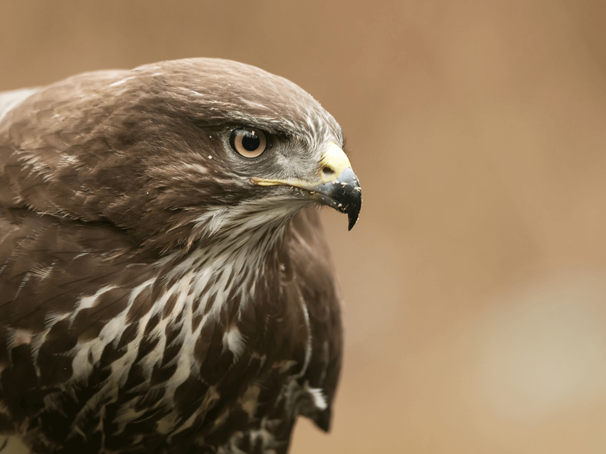 What Do Buzzards Eat? A Complete Guide! Animals Insider