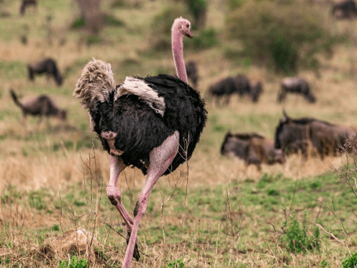 How Fast Can an Ostrich Run? (Everything Explained) Animals Insider