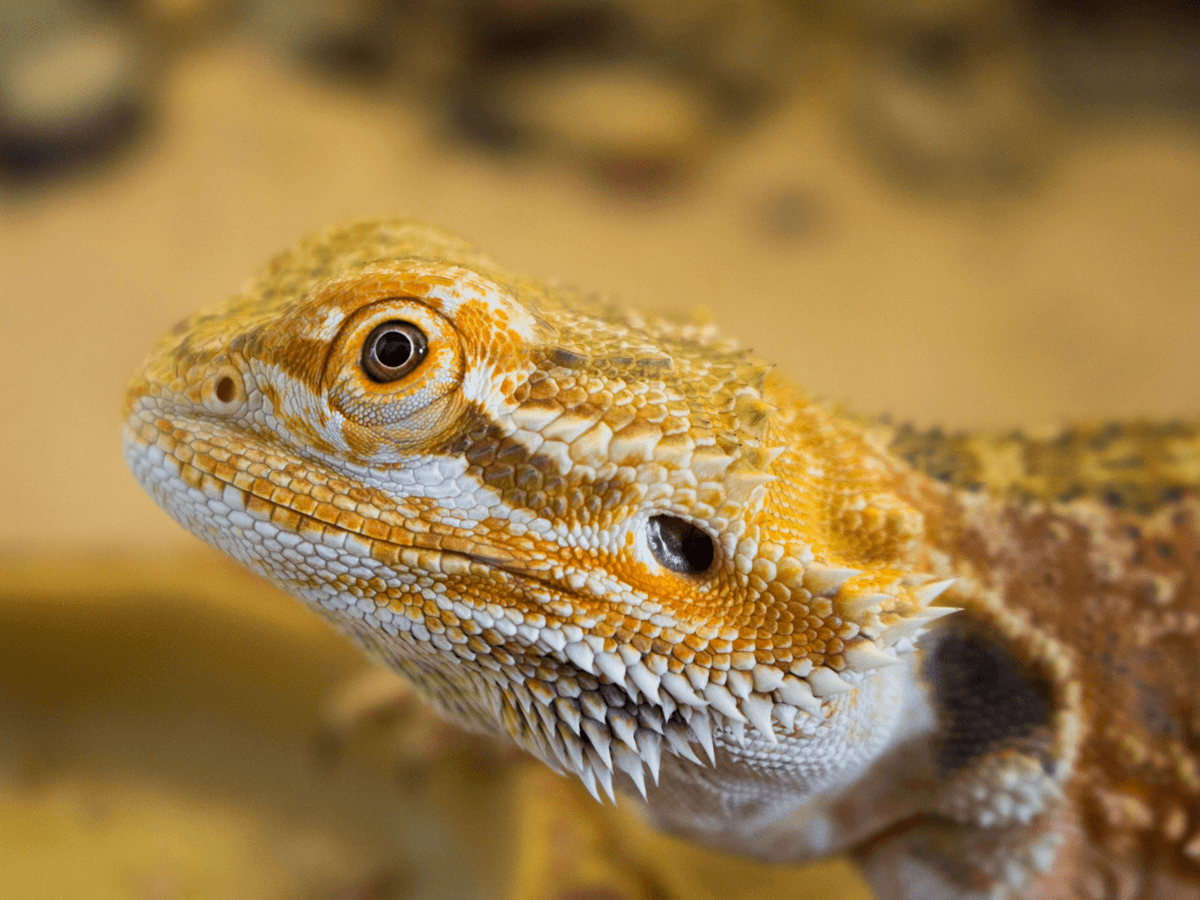 Pros and Cons of Owning a Bearded Dragon Complete Facts You Need to