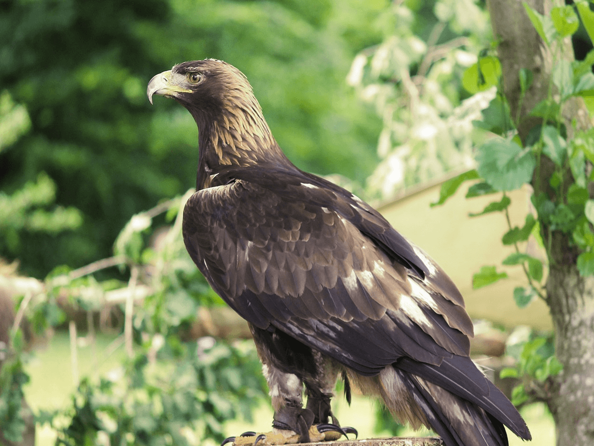 How big are Golden Eagles? [Here Are the Interesting Facts, Including