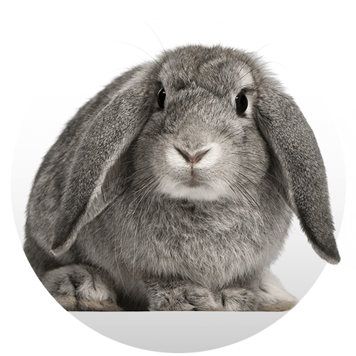 Animals in Store Pet Lovers Centre