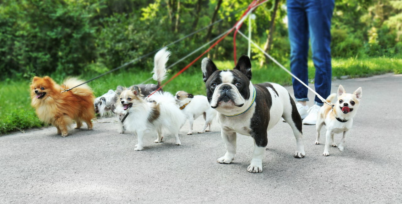 お散歩代行・ペットシッターなら634へ｜杉並区・武蔵野市・三鷹市 ｜アニマルシッター634