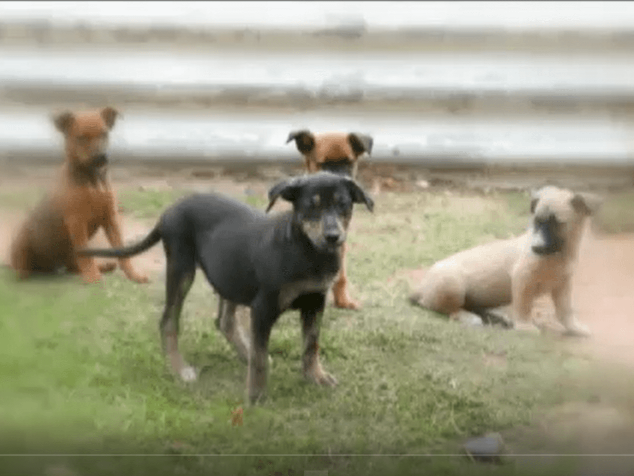 Uitsig Animal Rescue Centre Pet Shelter in South Africa