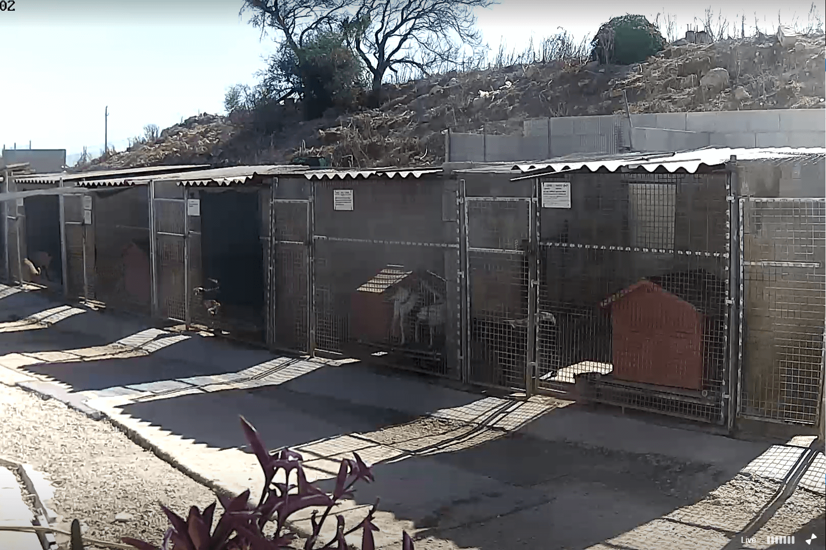 Noah's Ark Dog Sanctuary on Malta Live Stream Webcam