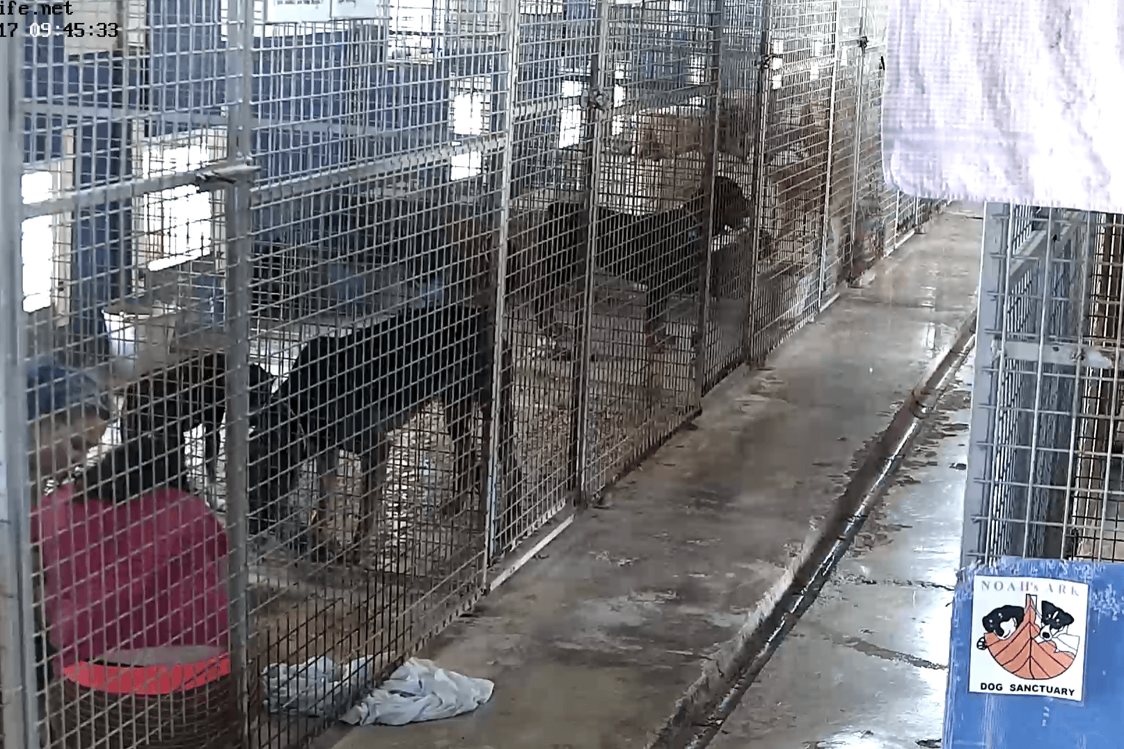 Noah's Ark Dog Sanctuary on Malta Live Stream Webcam