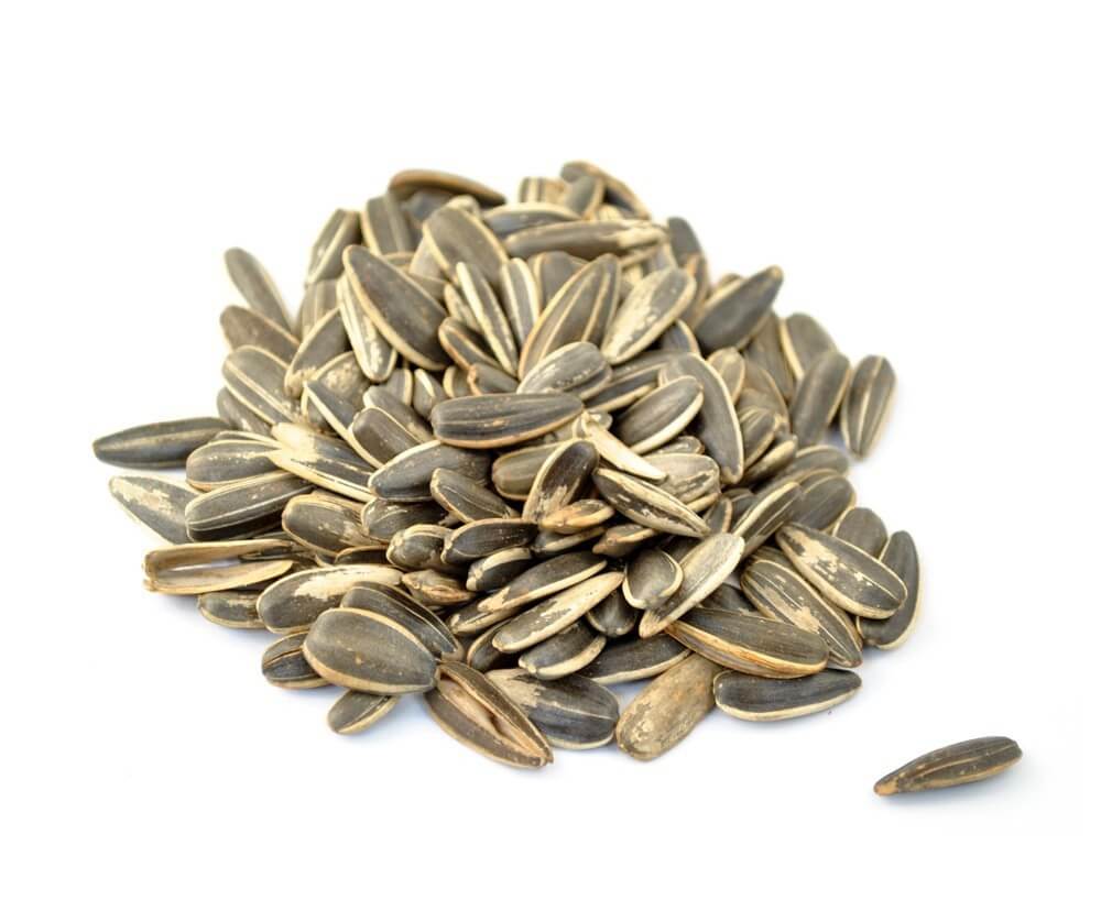 Sunflower seeds Animals Life Donate, Support