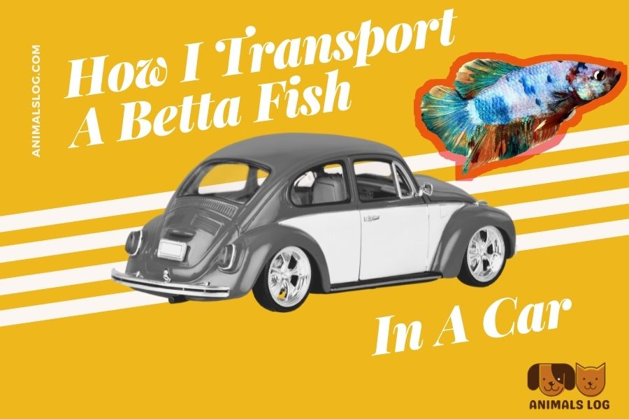 Best Safe Way Transport A Betta Fish In A Car » Animals Log