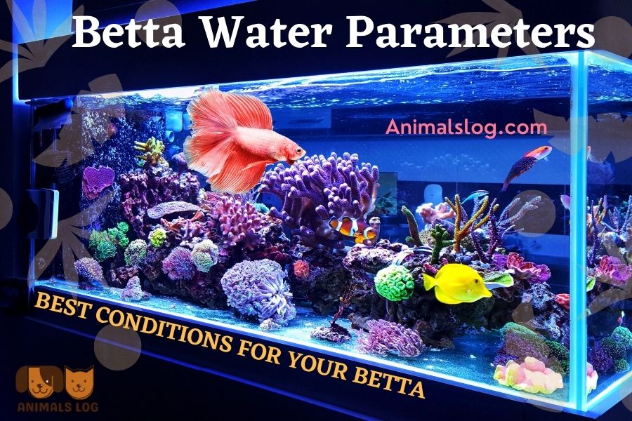 Betta Water Parameters Best Conditions for Your Betta Animals Log