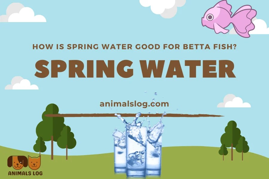 How Is Spring Water Good For Betta Fish? Animals Log